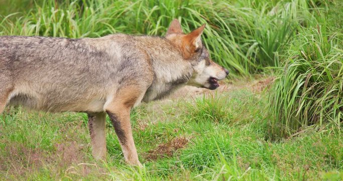 Wolf eating meat in forest
