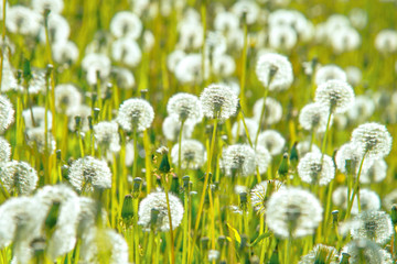 Obraz premium many dandelions in a green meadow on a sunny day