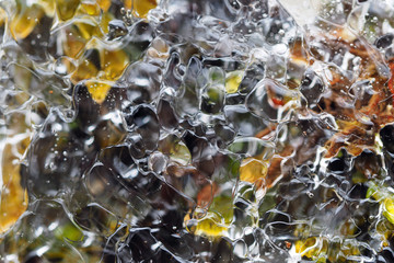 Layer of transparent ice over mosses on side of rosd near Blowing Rock, North Carolina.