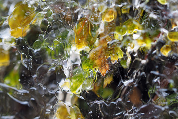 Layer of transparent ice over mosses on side of rosd near Blowing Rock, North Carolina.