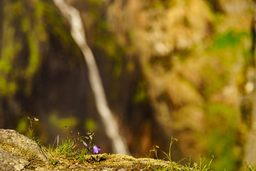 Violet flowers in mountains. Spring or summer time.