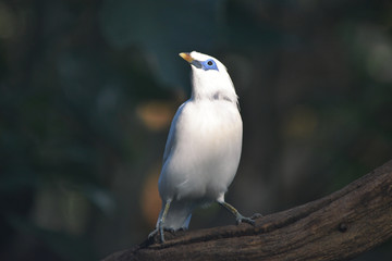 Bali Starling / Bali Myna Bird - Leucopsar rothschildi