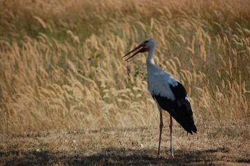 white stork in its natural habitat