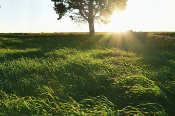 grass bent by the wind in the light of sunset
