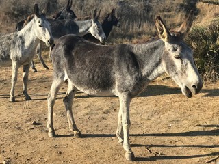Donkey on a walk through the parking lot. Wildlife in Tarifa Andalucia Spain. You can watch them on the surrounding beaches in large quantities. The whole donkey family