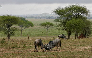 Naklejka premium Zwei Gnus kämpfen in Savanne, Serengeti, Tansania, Afrika