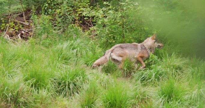 Wolf running on field in forest