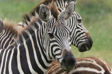 Closeup of zebras in savannah, serengeti, tanzania, Africa