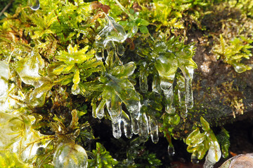 Fototapeta na wymiar Layer of transparent ice over mosses on side of rosd near Blowing Rock, North Carolina.