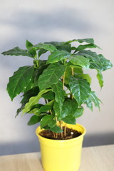 coffee tree, flower in a pot in the interior, home plant on the windowsill