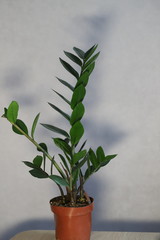 zamiokulkas,flower in a pot in the interior, home plant on the windowsill,landscaping of the...