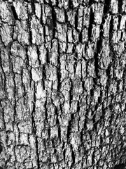 old tree texture background 