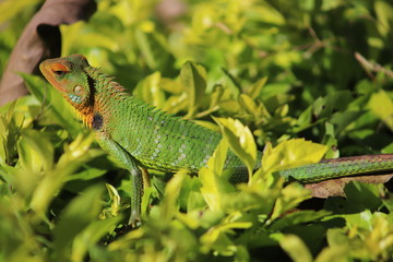 green lizard on tree