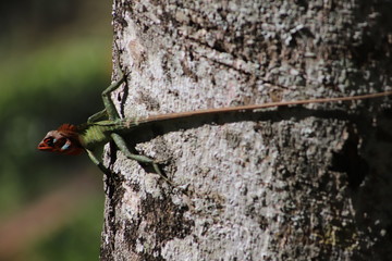 green lizard