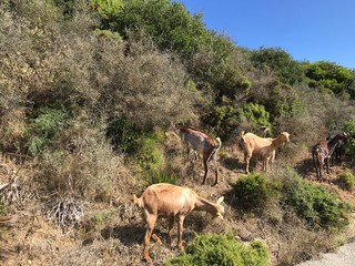 Stray goats struggling or playing or resting in the wild. Typical environments for these animals hill stones and steep slopes. Free animals
