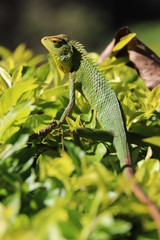 green lizard on a branch
