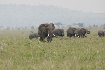 Fototapeta na wymiar Wild elephant herd in savannah, serengeti, tanzania, africa