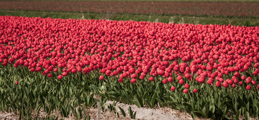 Blossoming tulip fields in a dutch landscape