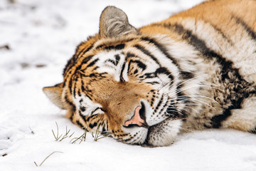 Tiger lying on the snow covered ground