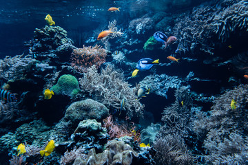 Fototapeta na wymiar Beautiful underwater world. Sea world with fish and its inhabitants