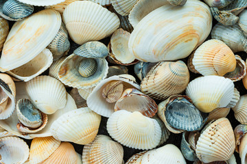 beautiful background and texture of nature sea shell pattern