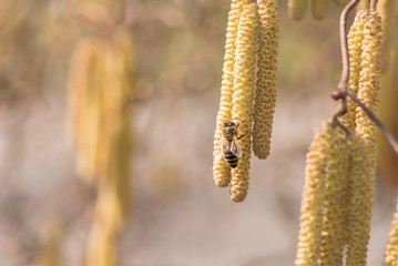 Corylus avellana -  honey bee collecting nectar on a hazelnut shrub in spring