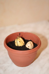 avocado seed in a pot with a sprout