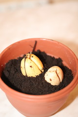 avocado seed in a pot with a sprout