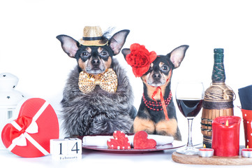  Luxurious couple of two dogs is sitting at the table. Valentine's Day theme. Loving  dogs  couple in a restaurant