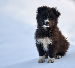 Romanian shepherd dog cub