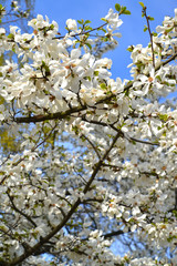 Blossoming of magnolia kobus DC