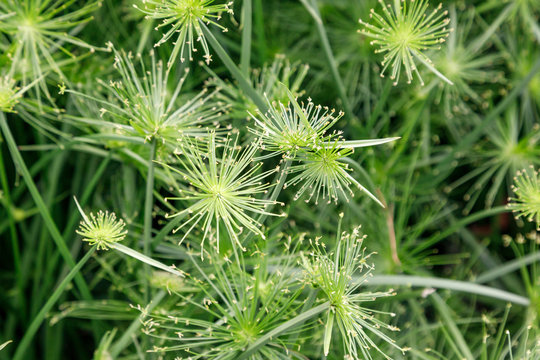 Natural plant background Cyperus haspan. view from above.
