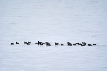 A group of eurasian coots on a river