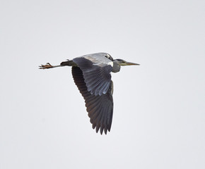 Grey heron in flight