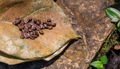 close up of coffee beans 