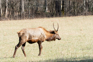 Eastern Elk Buck
