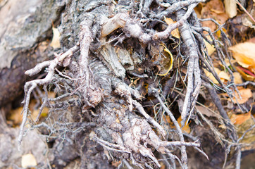 The roots of an old tree. Natural background. In the park or woods.