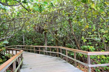 wooden bridge in forest