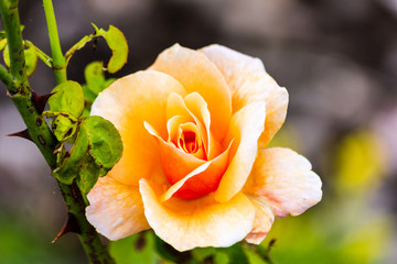 An orangy peachy coloured rose blooming next to leaves and stem
