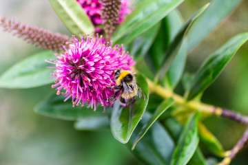A buff tailed bumble bee Bombus terrestris feeding on the flower of a Hebe bush