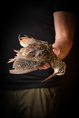 Man holding woodcock in hand. Wildfowl hunting.