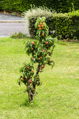 A dwarf apple tree with red and green fruits grown in the middle of a front lawn with the street in the background