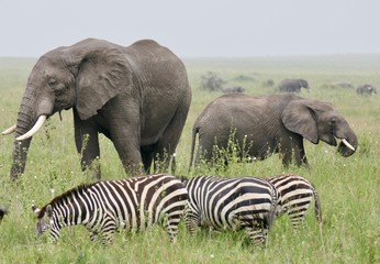 Wild elephants with zebras in savannah, serengeti, tanzania, africa