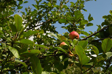 red apples on a tree branch with green leaves on a background of blue place