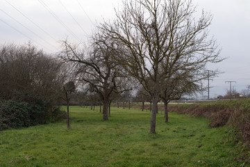 Lawn with apple trees in the winter
