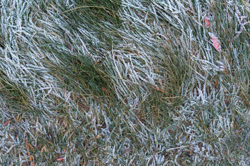 winter background. frost on the grass tinted