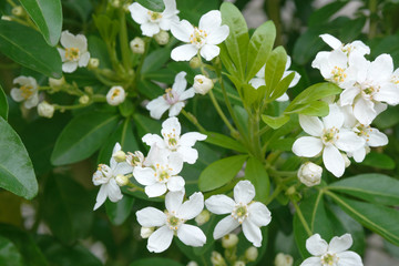 A rare plant from the root family, Ternata Choisya, .Mexican orange. White large Choisya flowers on...