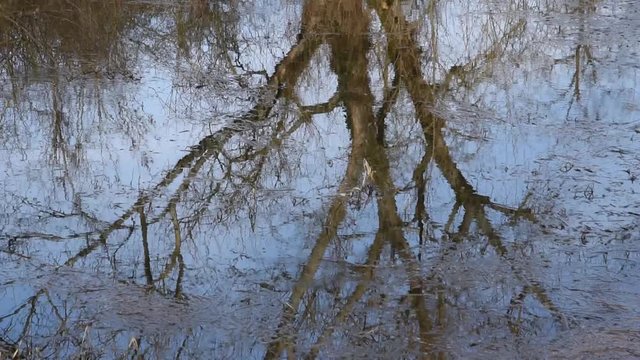 Reflection of a tree on the water surface of the pond