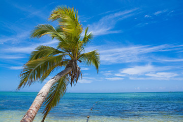 Inclined palm tree on wild coast of Sargasso sea, Punta Cana, Dominican Republic