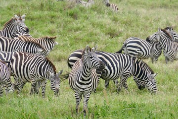 Fototapeta na wymiar Closeup of zebra herd in savannah, serengeti, tanzania, Africa